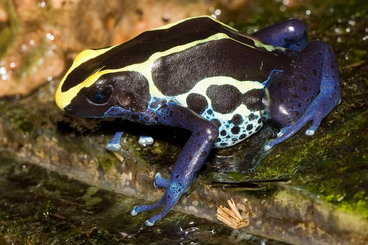 A dyeing poison dart frog with bold black, yellow and blue markings, photographed at a butterfly house.