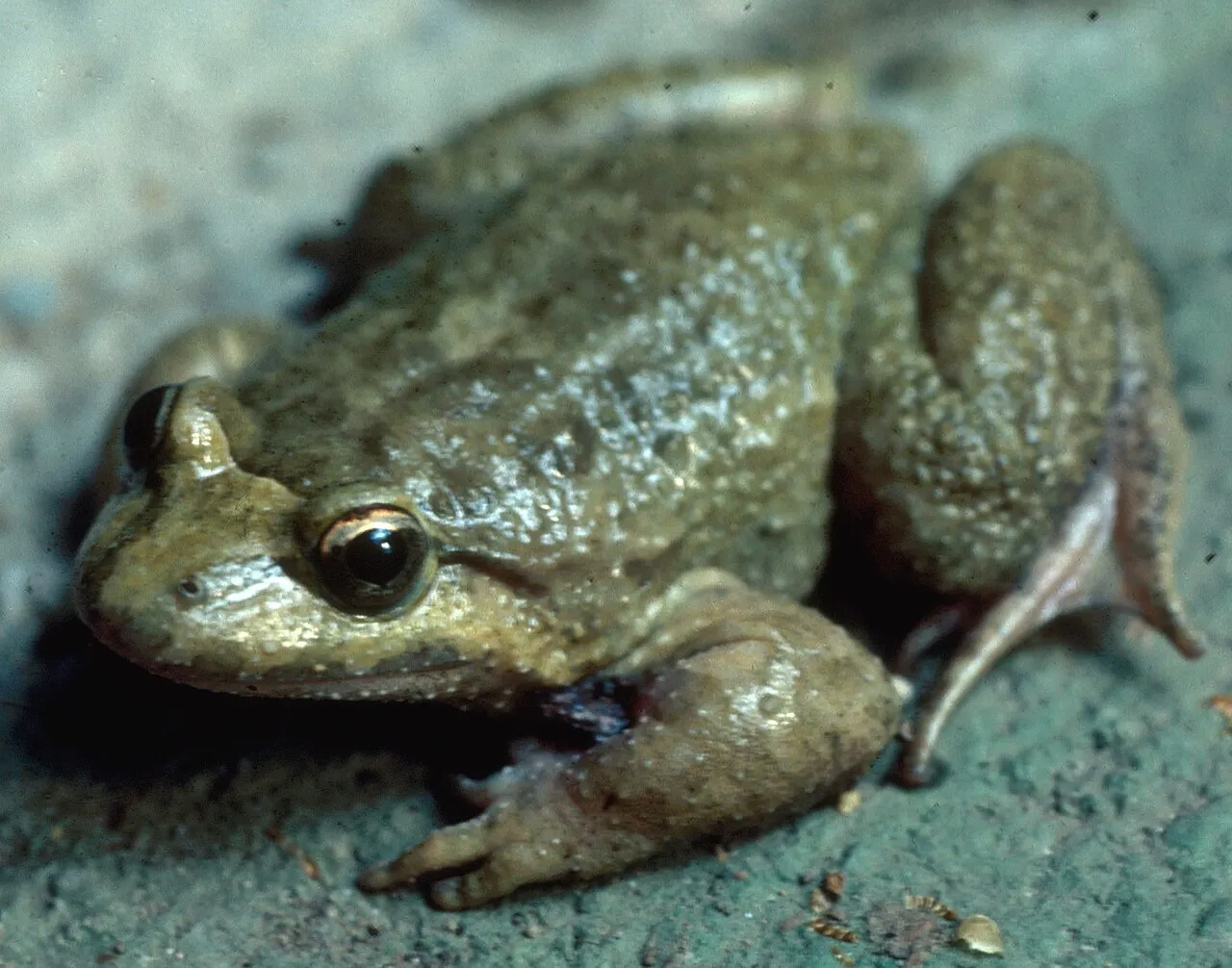 A Corsican painted frog, Discoglossus montalentii, on wet rock beside a mountain stream.