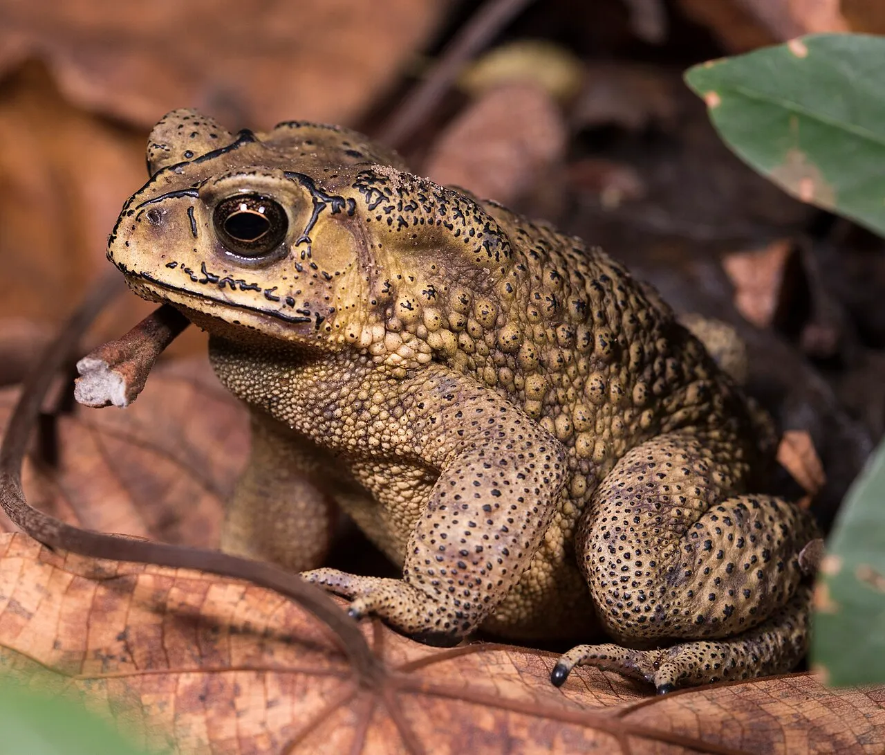 An Asian common toad, a stocky brown toad with warty, black-spotted skin, photographed at Niaosong Wetland Park in Kaohsiung, Taiwan.