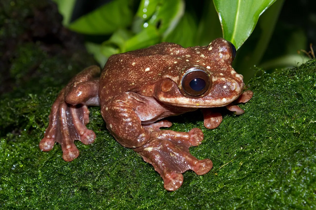 A Rabb's fringe-limbed treefrog clinging to a branch, showing its large webbed hands and feet.