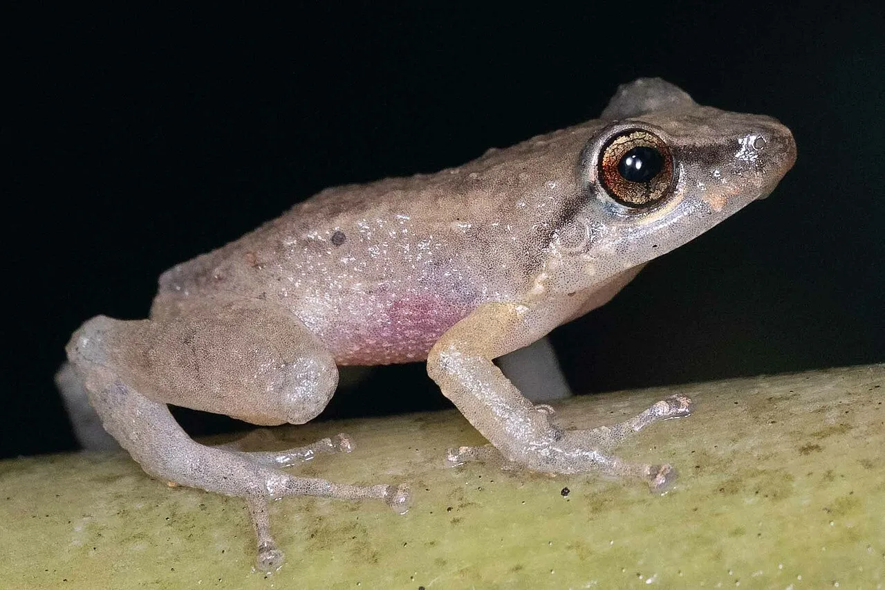 A common coqui frog, Eleutherodactylus coqui, perched on vegetation.