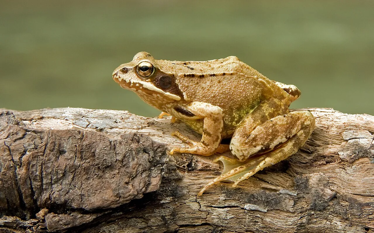 A close-up of a common frog resting on the ground, showing its mottled brown skin and dark eye mask.