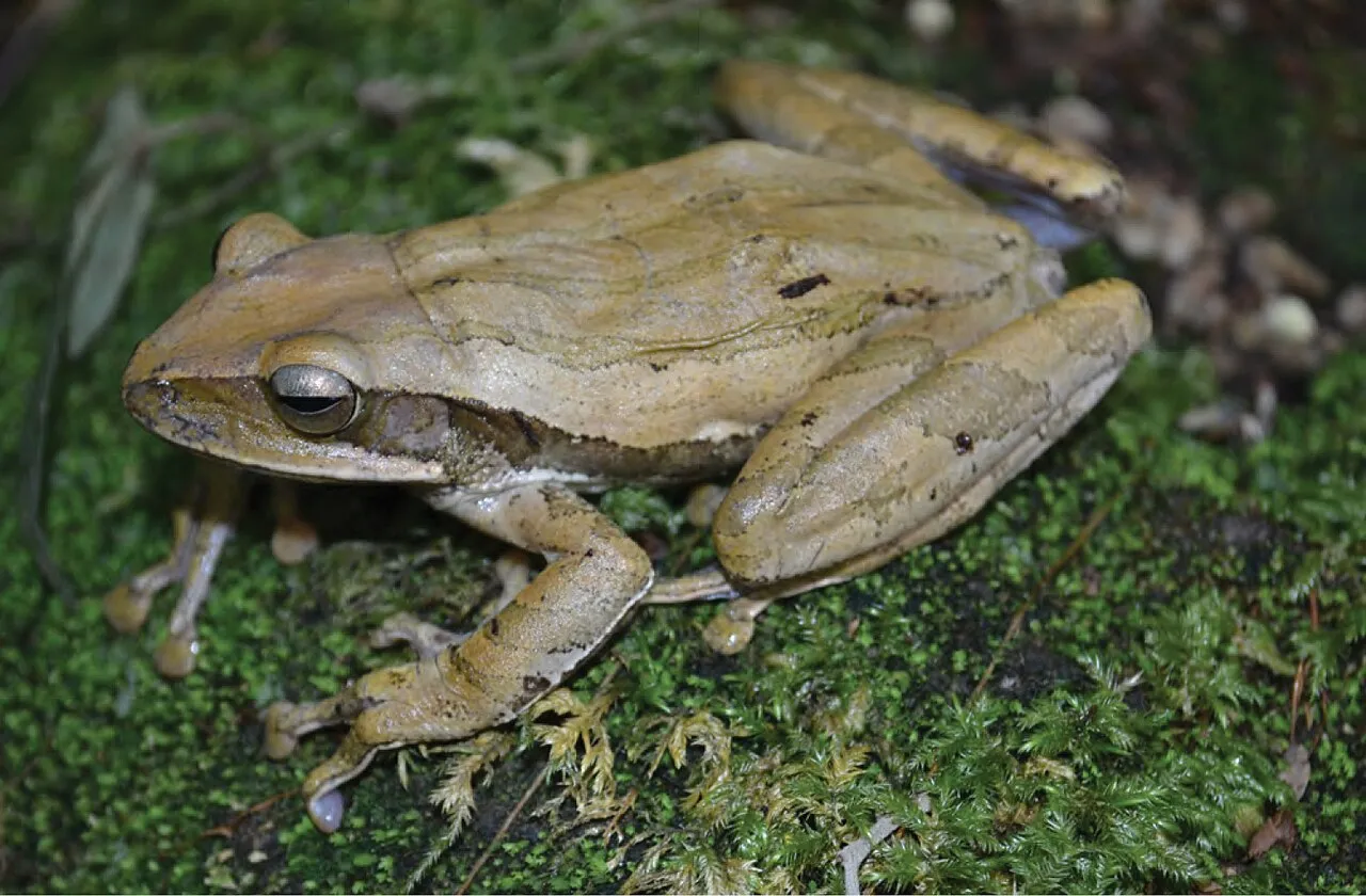 A female common tree frog (Polypedates leucomystax) photographed near the crater of Mt. Cagua in the Philippines.