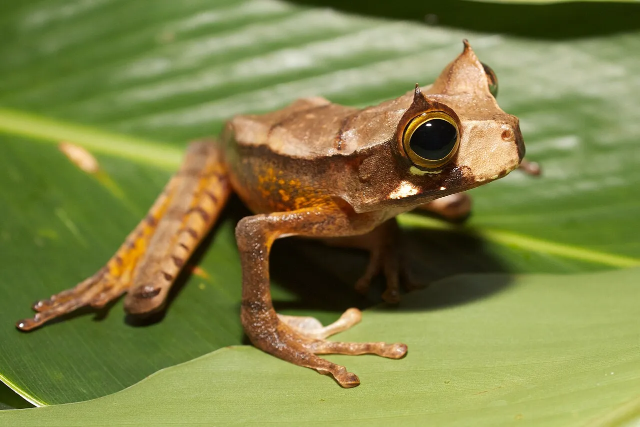 A horned marsupial frog with brown, mottled skin and small horn-like projections above its eyes, perched among leaves.