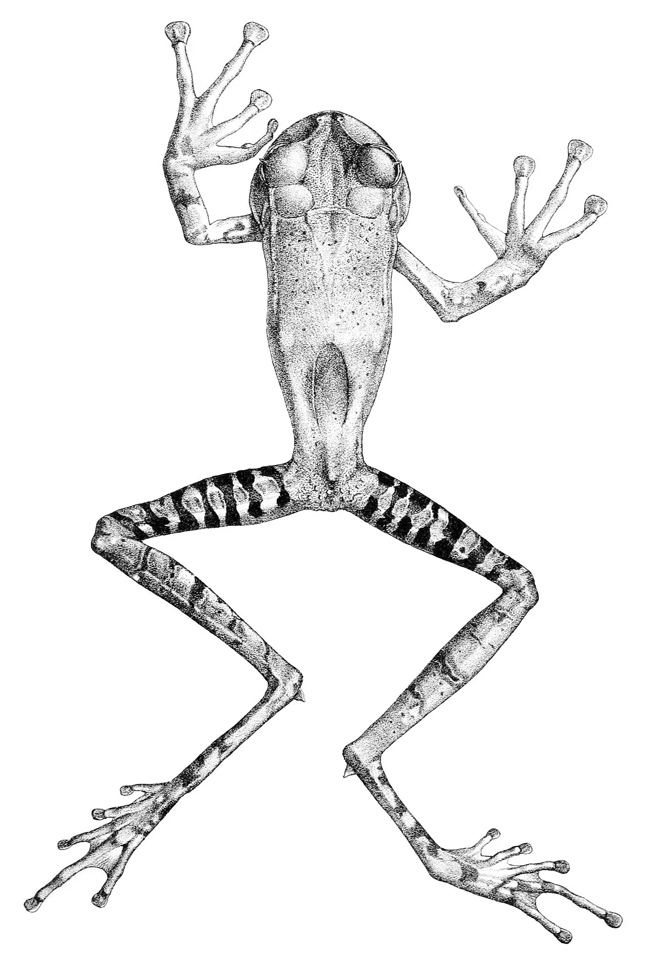 A 19th-century scientific illustration of Gastrotheca guentheri from Boulenger's 1882 Catalogue of the Batrachia Salientia, showing the frog's body outline and jaw detail.