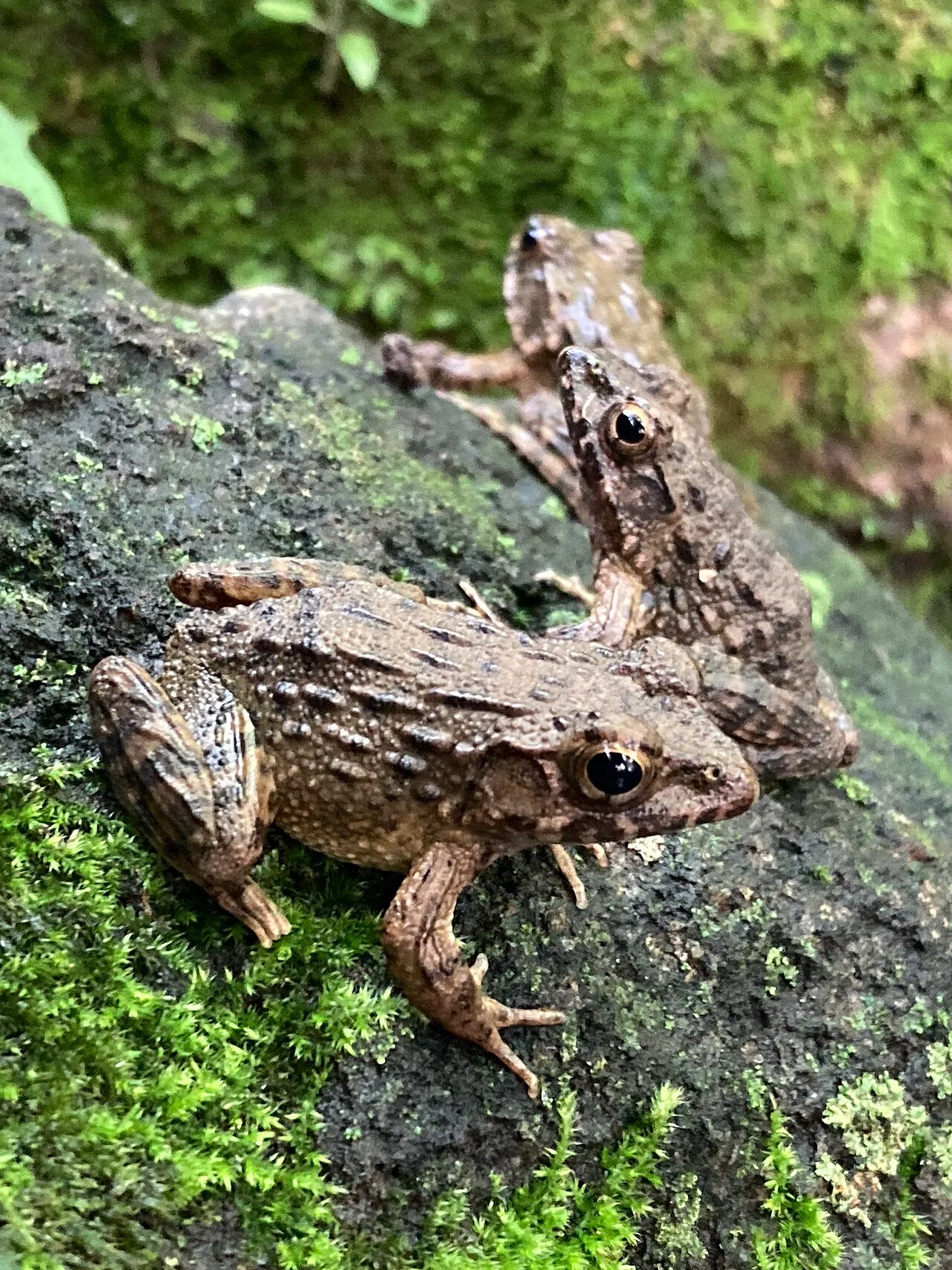 Two Japanese wrinkled frogs (Glandirana rugosa) with rough, warty skin, photographed in Aichi, Japan.