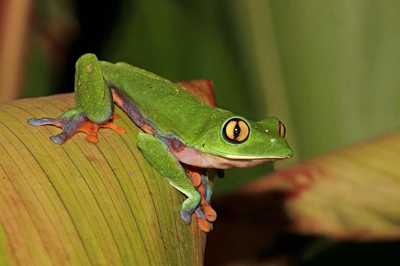 A golden-eyed, blue-sided treefrog (Agalychnis annae) perched on a leaf in Heredia, Costa Rica.