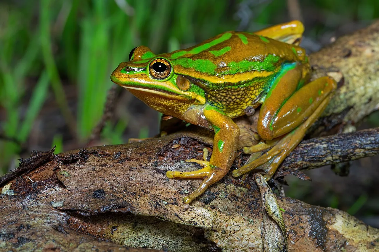 A green and golden bell frog with mottled green and bronze skin sitting among vegetation at Newington, NSW.