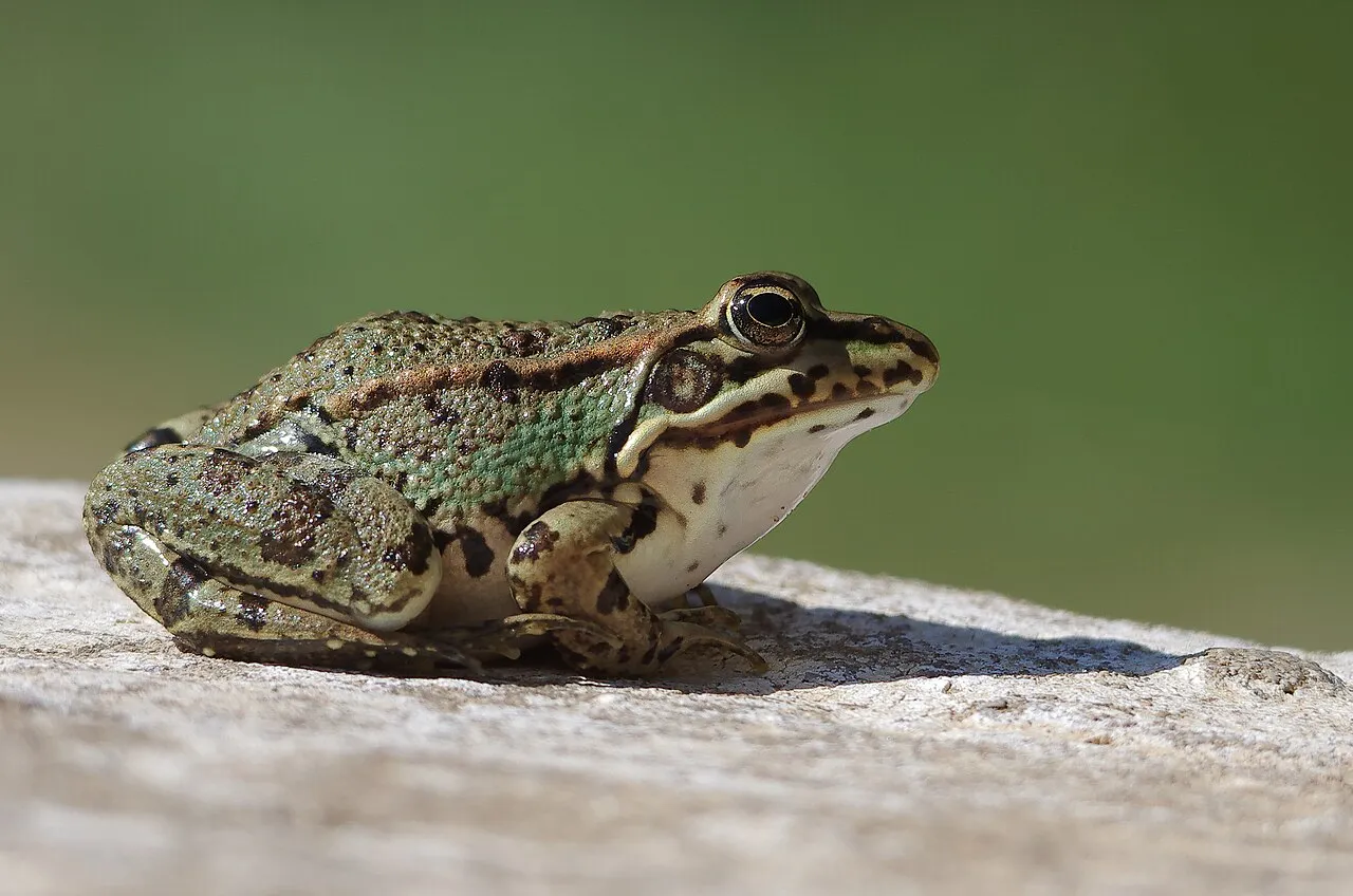 A greenish Sahara frog with spotted legs sitting among vegetation at a Tunisian wetland.