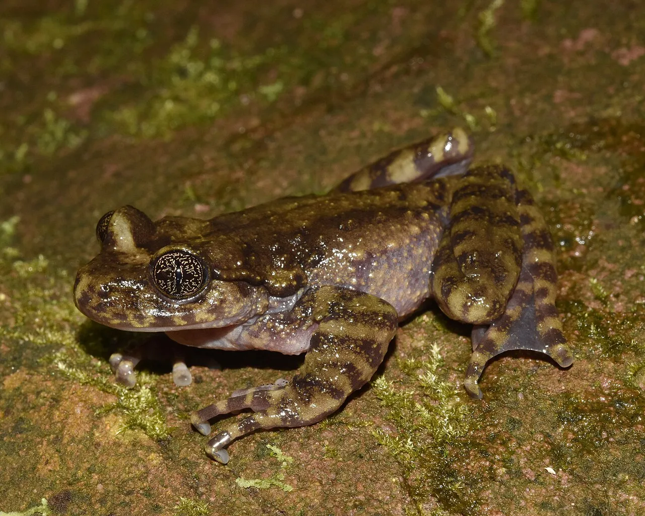 A Natal Ghost Frog perched on wet rock near a mountain stream in South Africa.