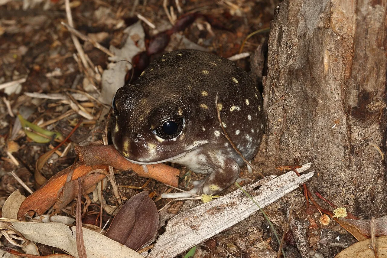 A Western Spotted Frog, a large mottled grey-brown burrowing frog, photographed at Boyagin Rock in Western Australia.