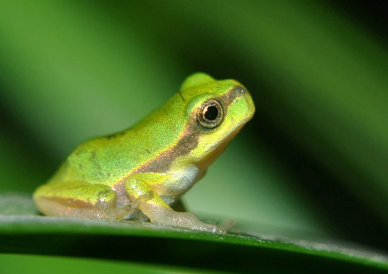 A Jerdon's tree frog (Hyla annectans), a small green and brown tree frog, photographed in its natural habitat.