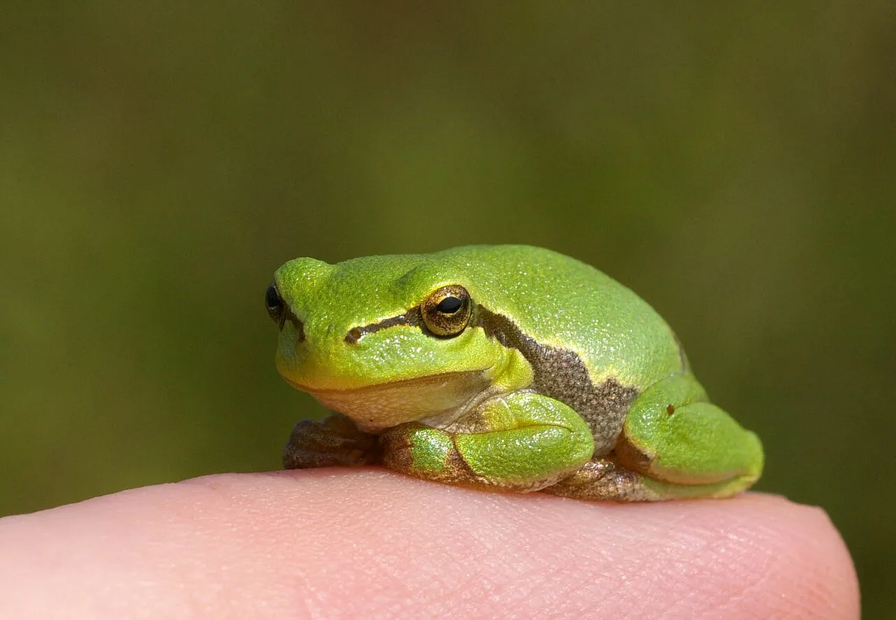 A young European tree frog, only weeks past metamorphosis, perched on a human finger to show its small size.
