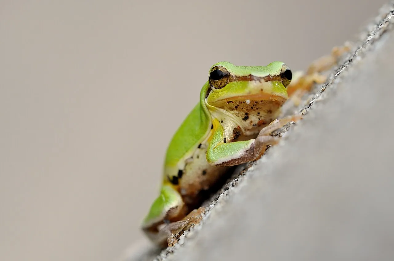A small green Common Chinese Tree Frog (Hyla chinensis) perched on a leaf.