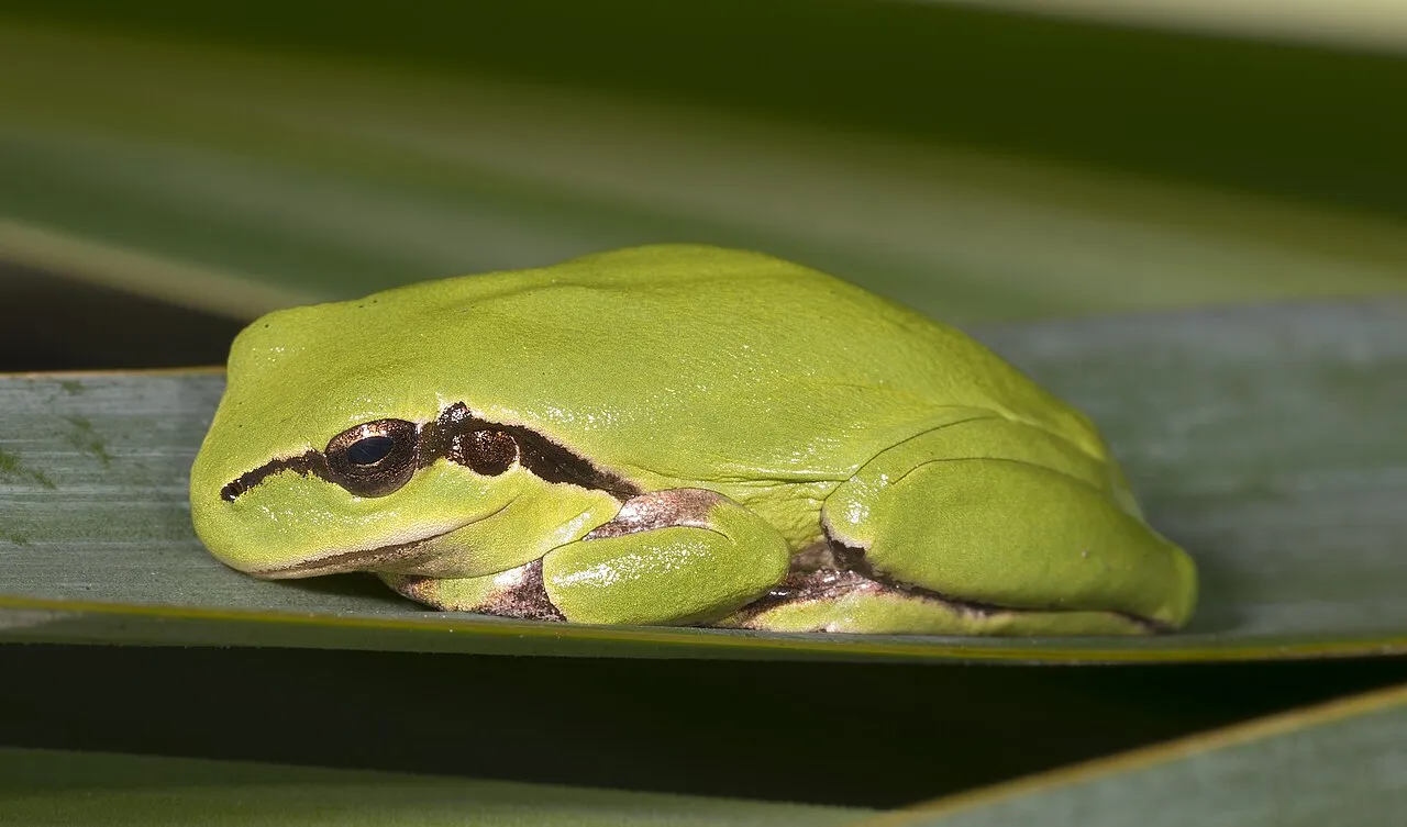 A Mediterranean tree frog resting on a leaf, photographed at Fronton, France.