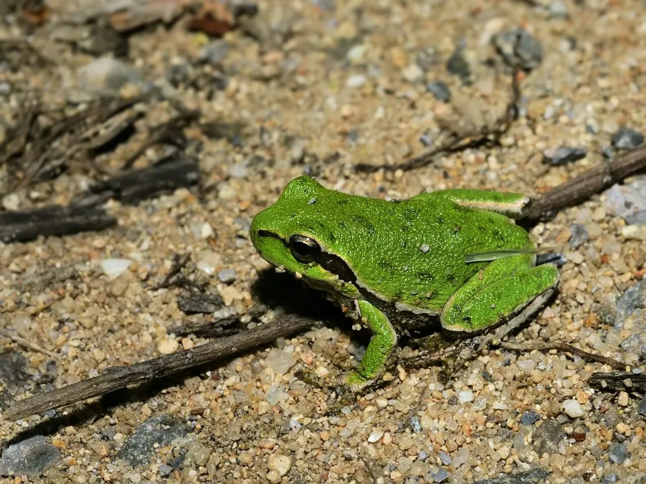 A Sardinian tree frog perched near Torregrande, Sardinia, Italy.