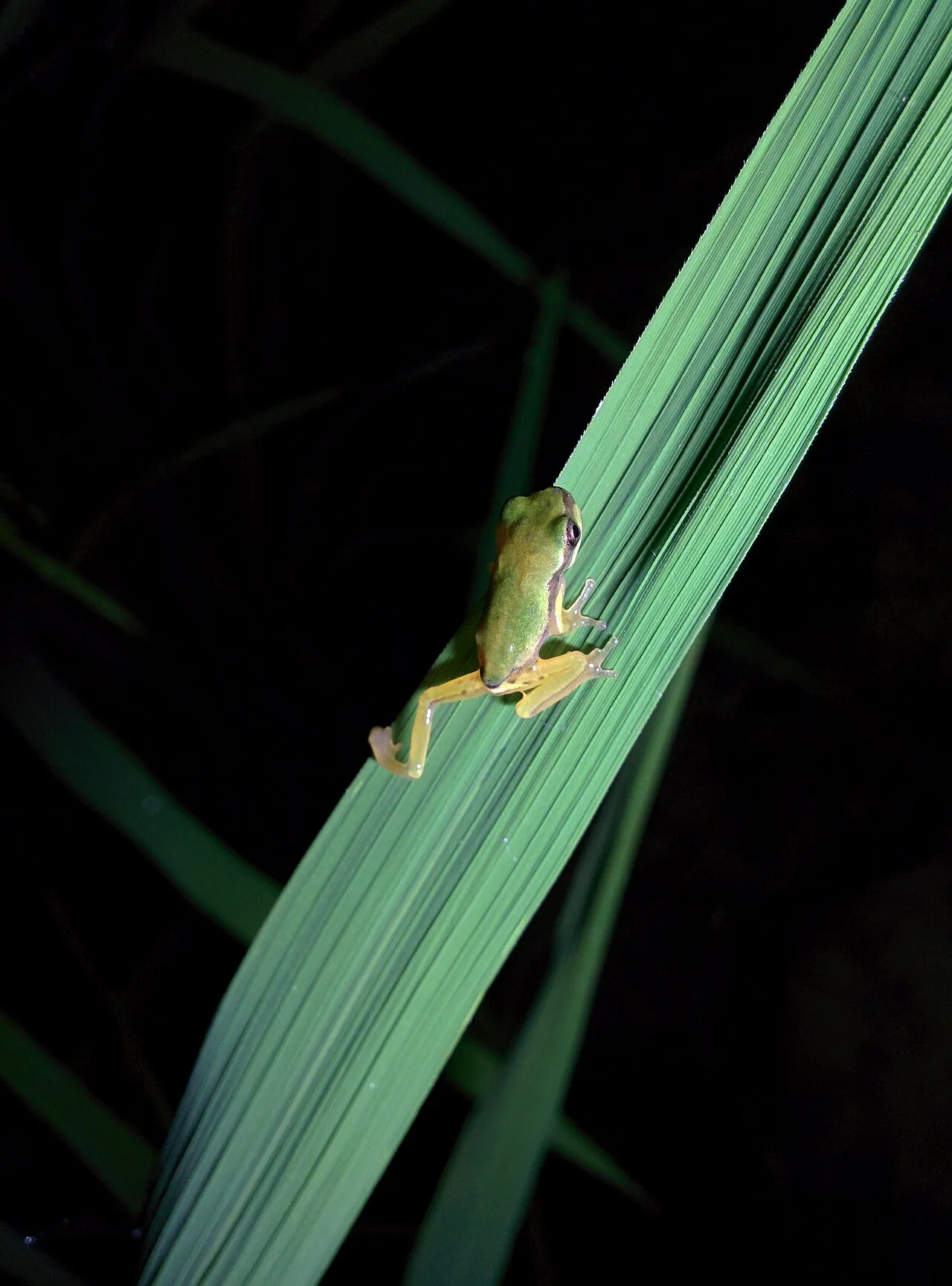 A subadult Shensi treefrog seen from above, showing its mottled greenish-brown back, photographed in Shaanxi Province, China.