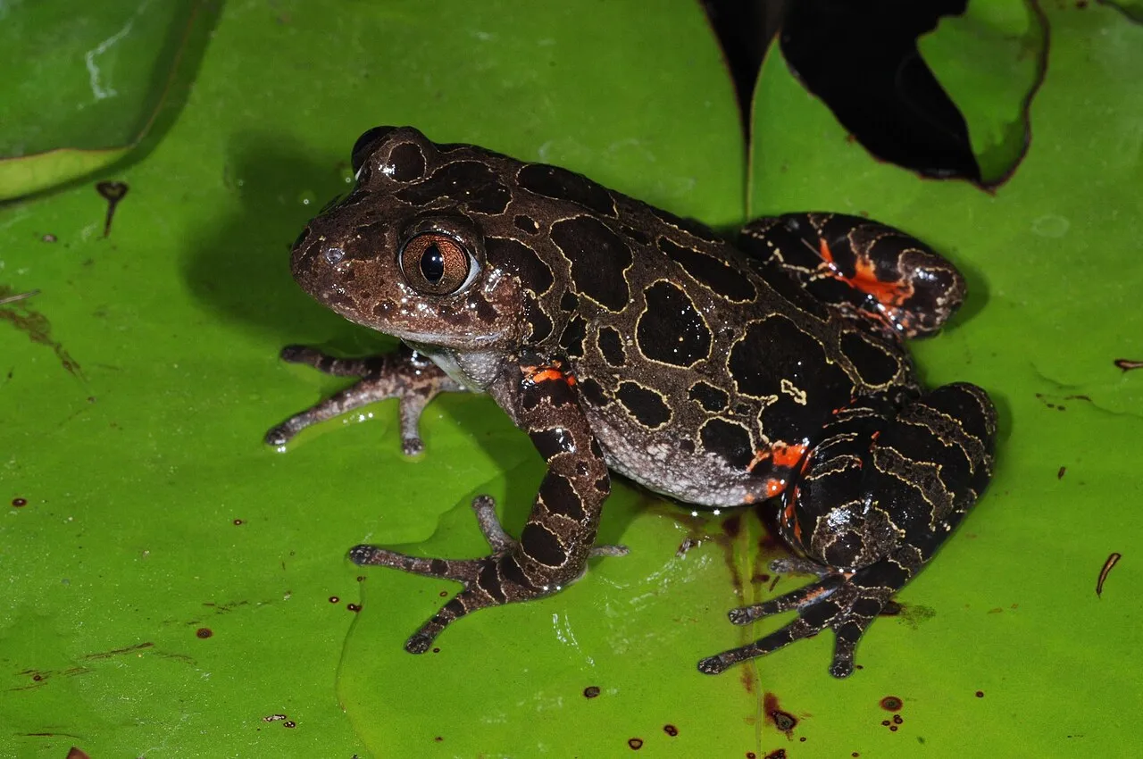 A spotted red-legged Kassina maculata frog photographed in Mozambique.