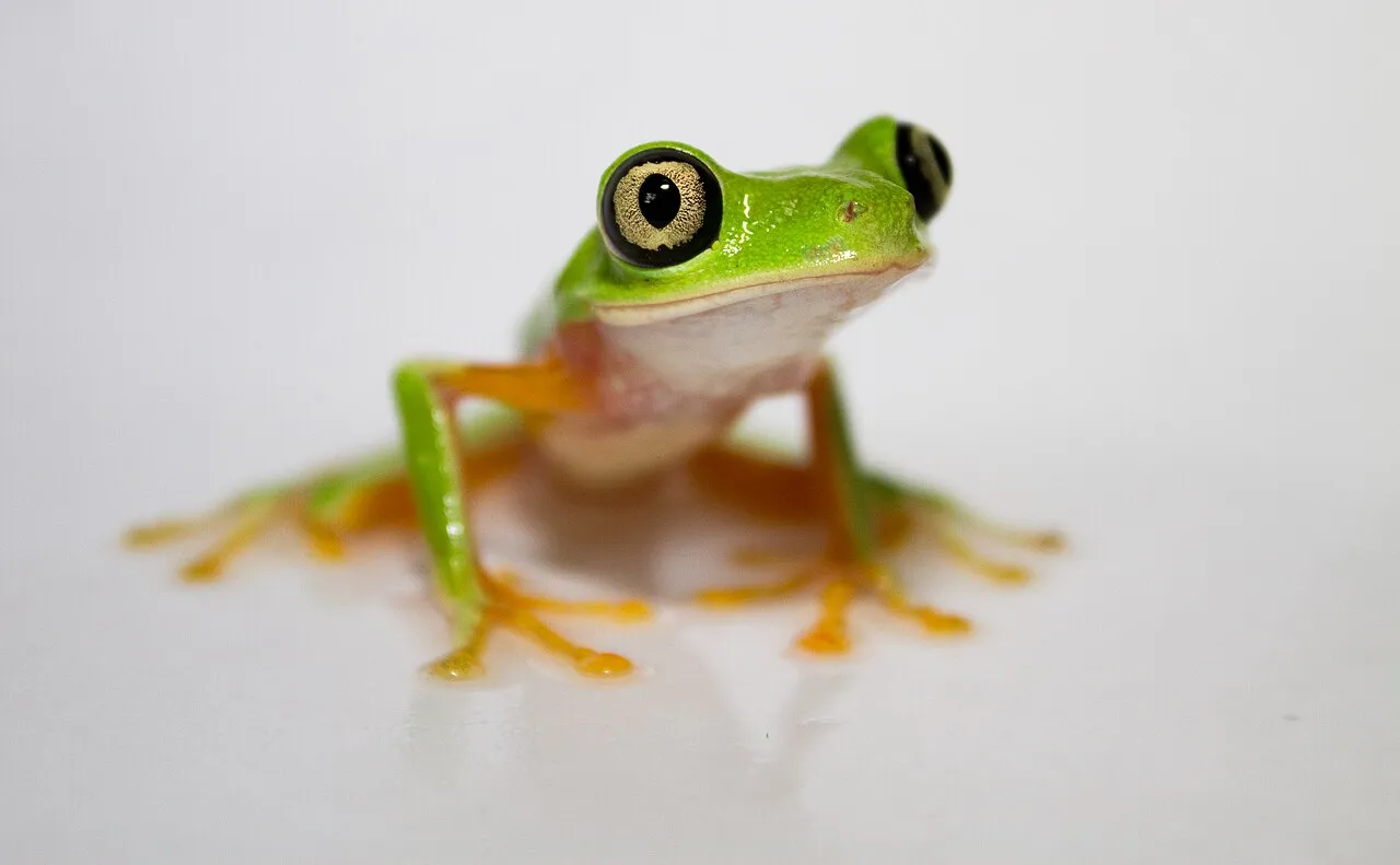 A slender lime-green lemur leaf frog with large dark eyes clinging to a leaf in Panama.