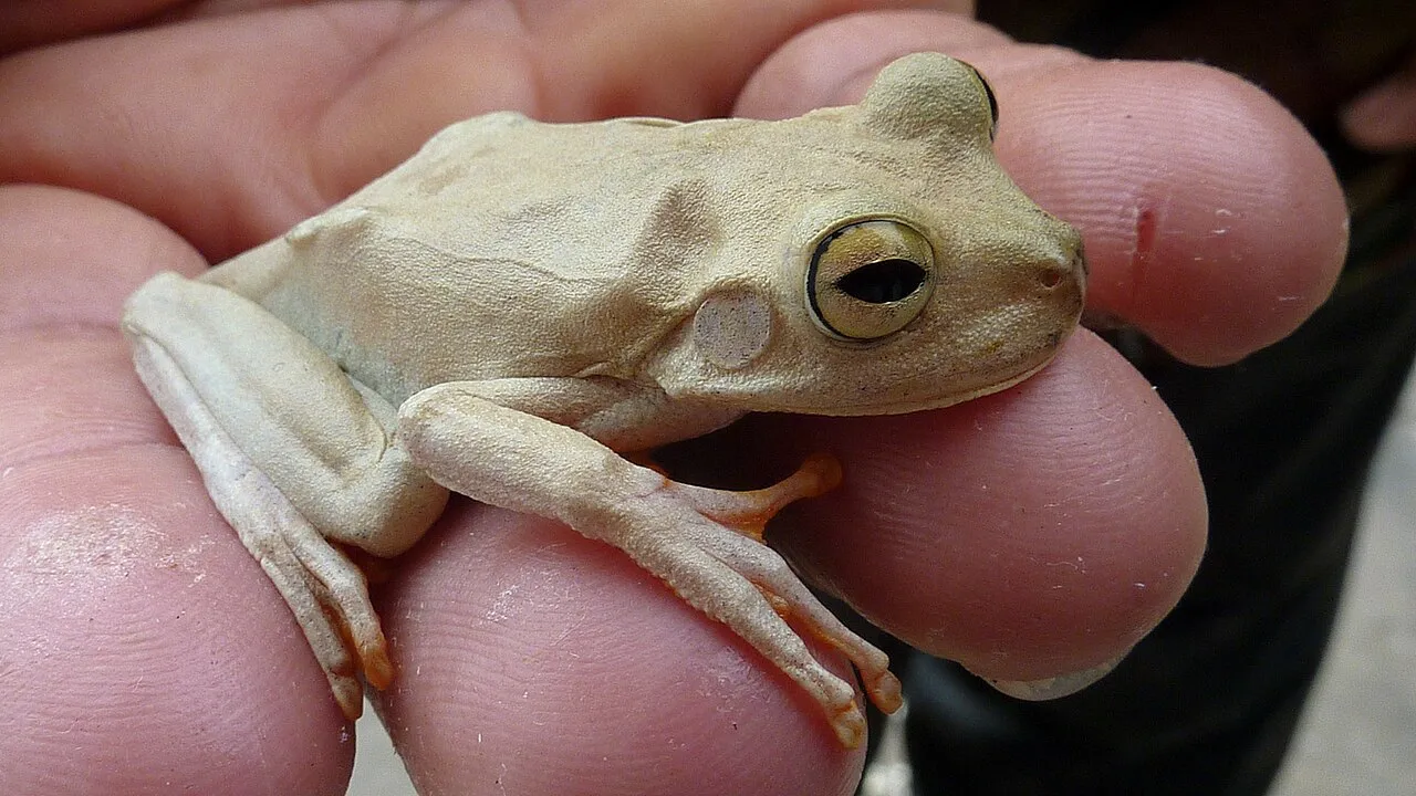 A pale tan emerald-eyed treefrog with a metallic green iris, held in a person's hand, in Bahia, Brazil.
