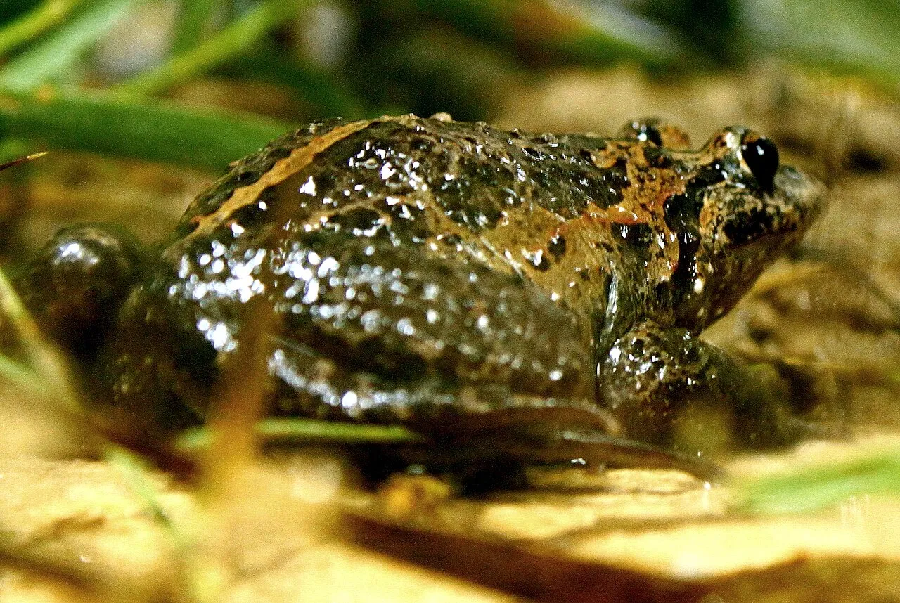 A female Hula painted frog specimen found at Lake Hula, Israel, in November 2011.