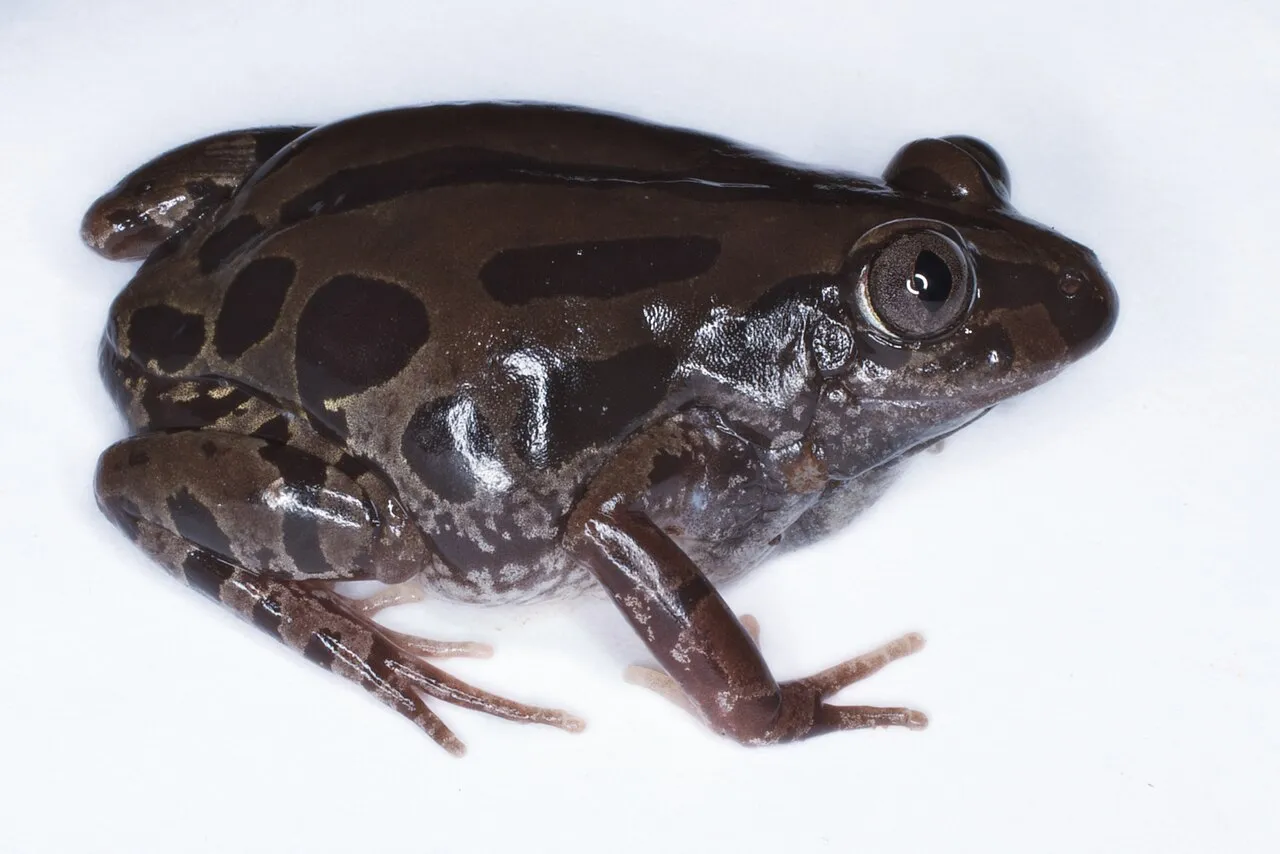 An adult Senegal running frog, Kassina senegalensis, photographed at rest.