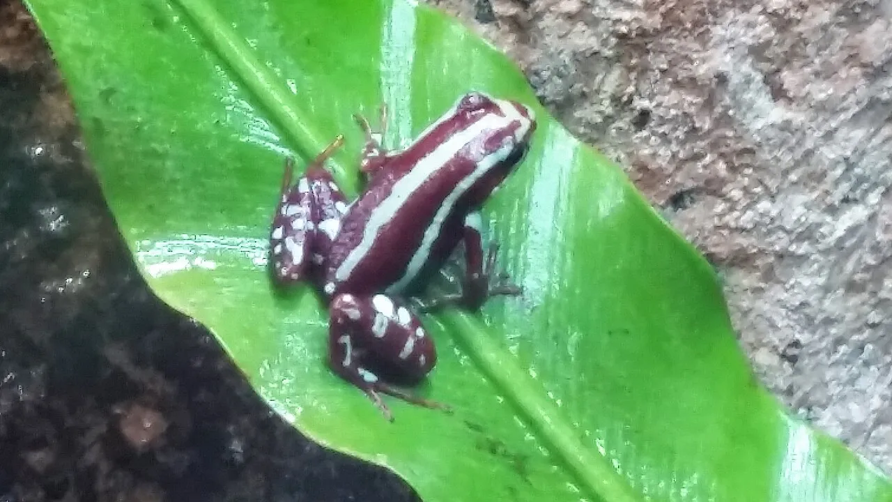Anthony's poison-arrow frog (Epipedobates anthonyi) photographed at an aquarium, showing its orange-red head and limbs with dark-spotted flanks.