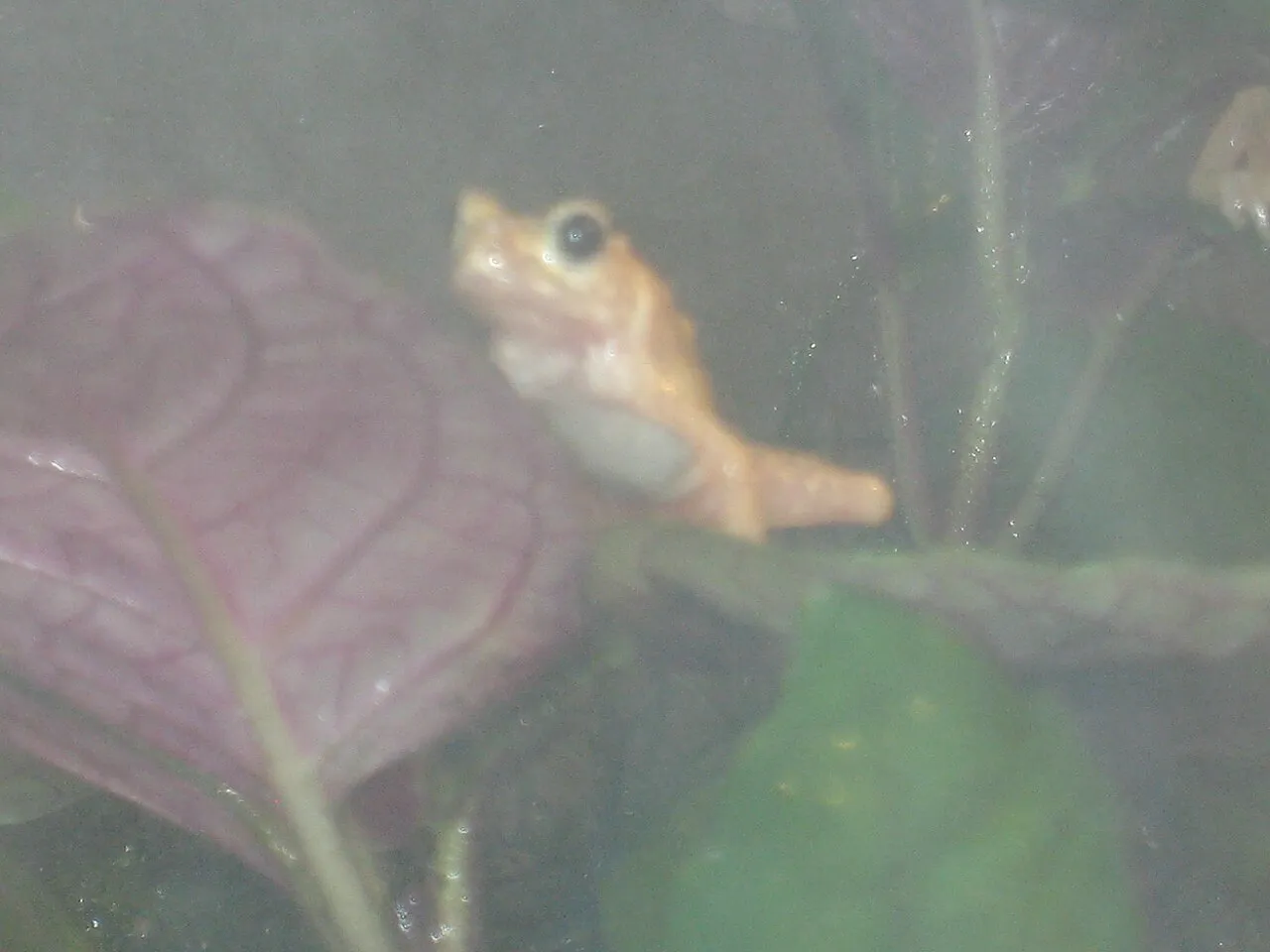 A tiny Kihansi Spray Toad photographed at the Toledo Zoo, part of the captive-breeding population maintained after the species' extinction in the wild.