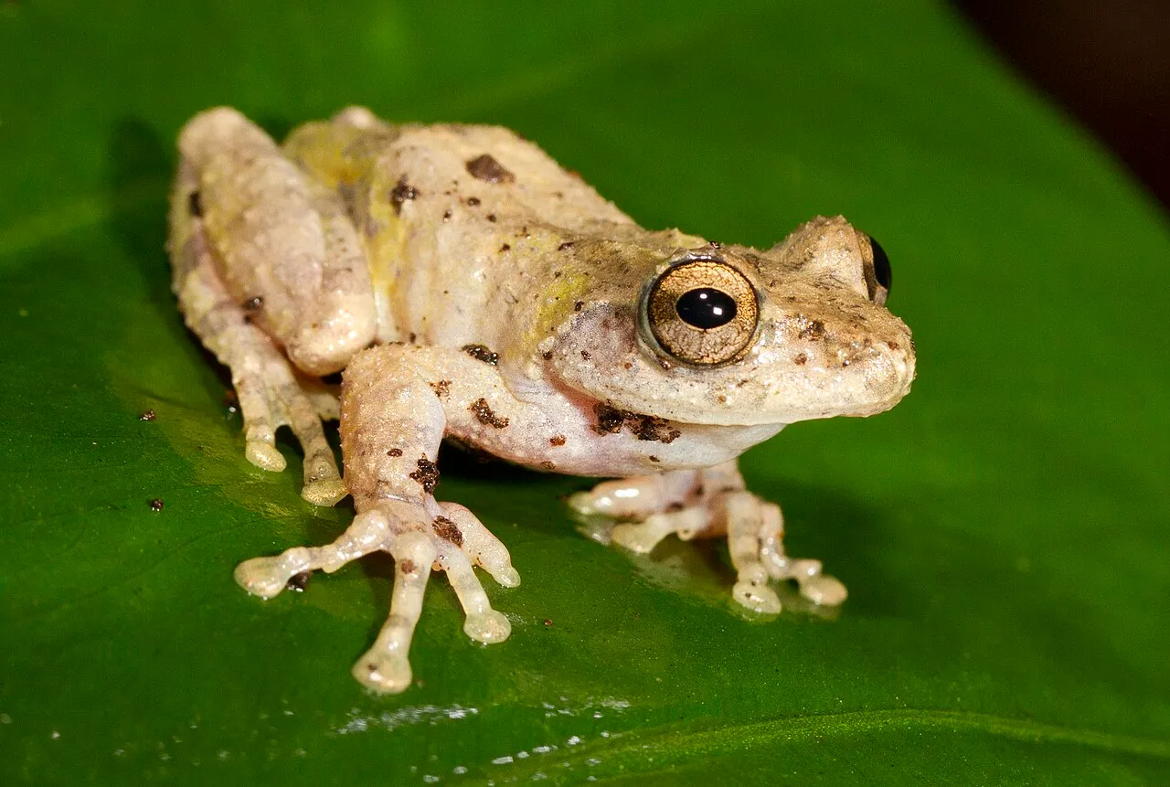 Kurixalus eiffingeri perched on vegetation in Taiwan.