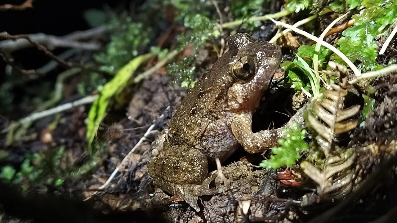 Hochstetter's frog resting on damp ground near a stream in New Zealand native forest.
