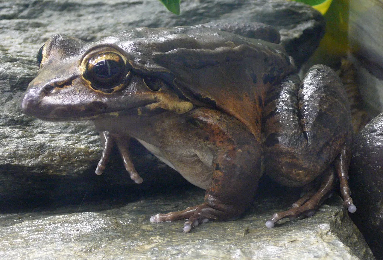 A large brown mountain chicken frog (Leptodactylus fallax) resting on leaf litter.