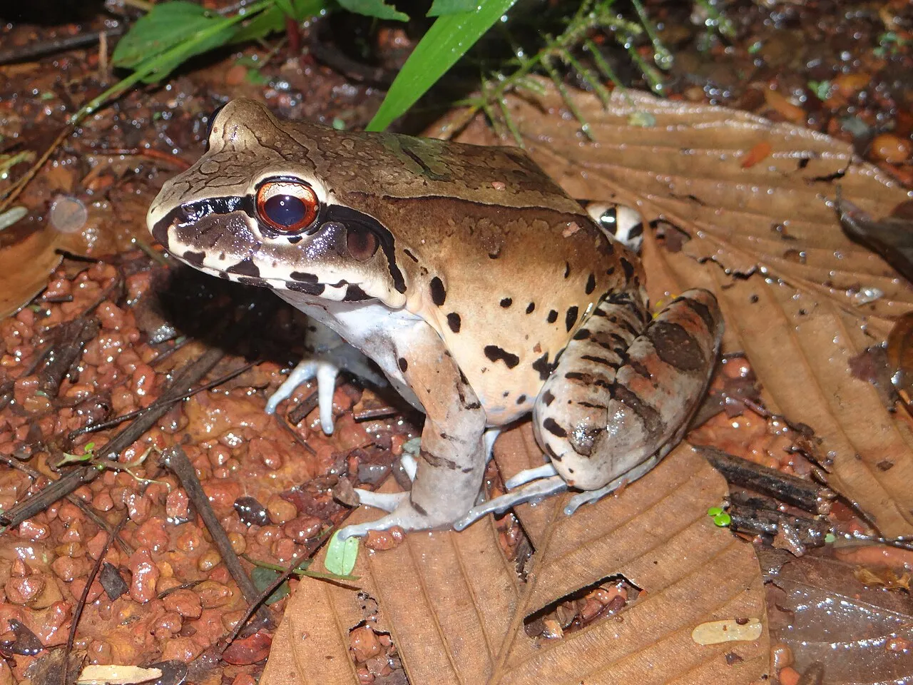 A large smoky jungle frog sitting on leaf litter on the forest floor in Bolivia.