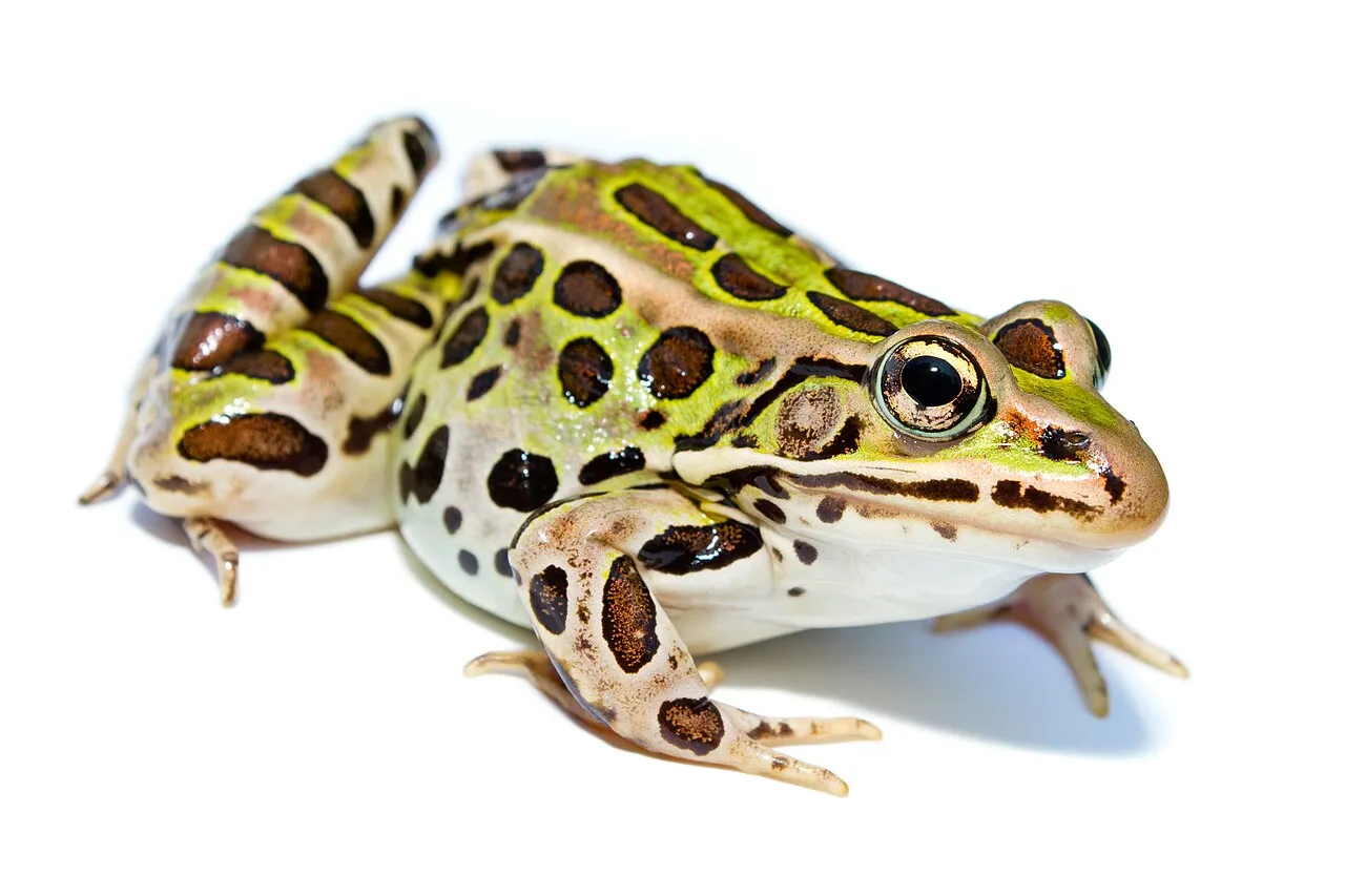 A Northern Leopard Frog (Lithobates pipiens) photographed near Ottawa, Canada.