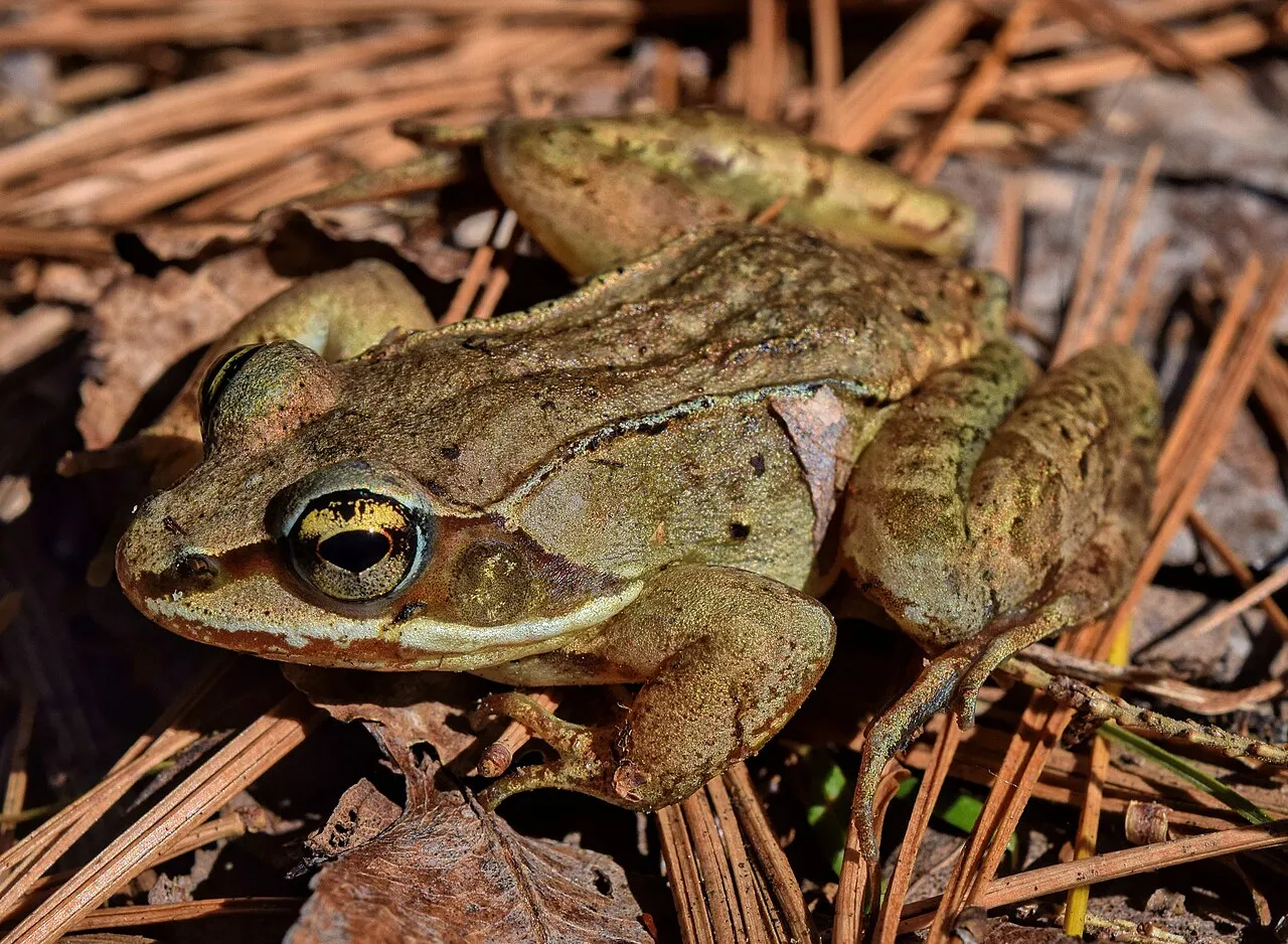 A wood frog (Lithobates sylvaticus) photographed in a natural setting in Canada.