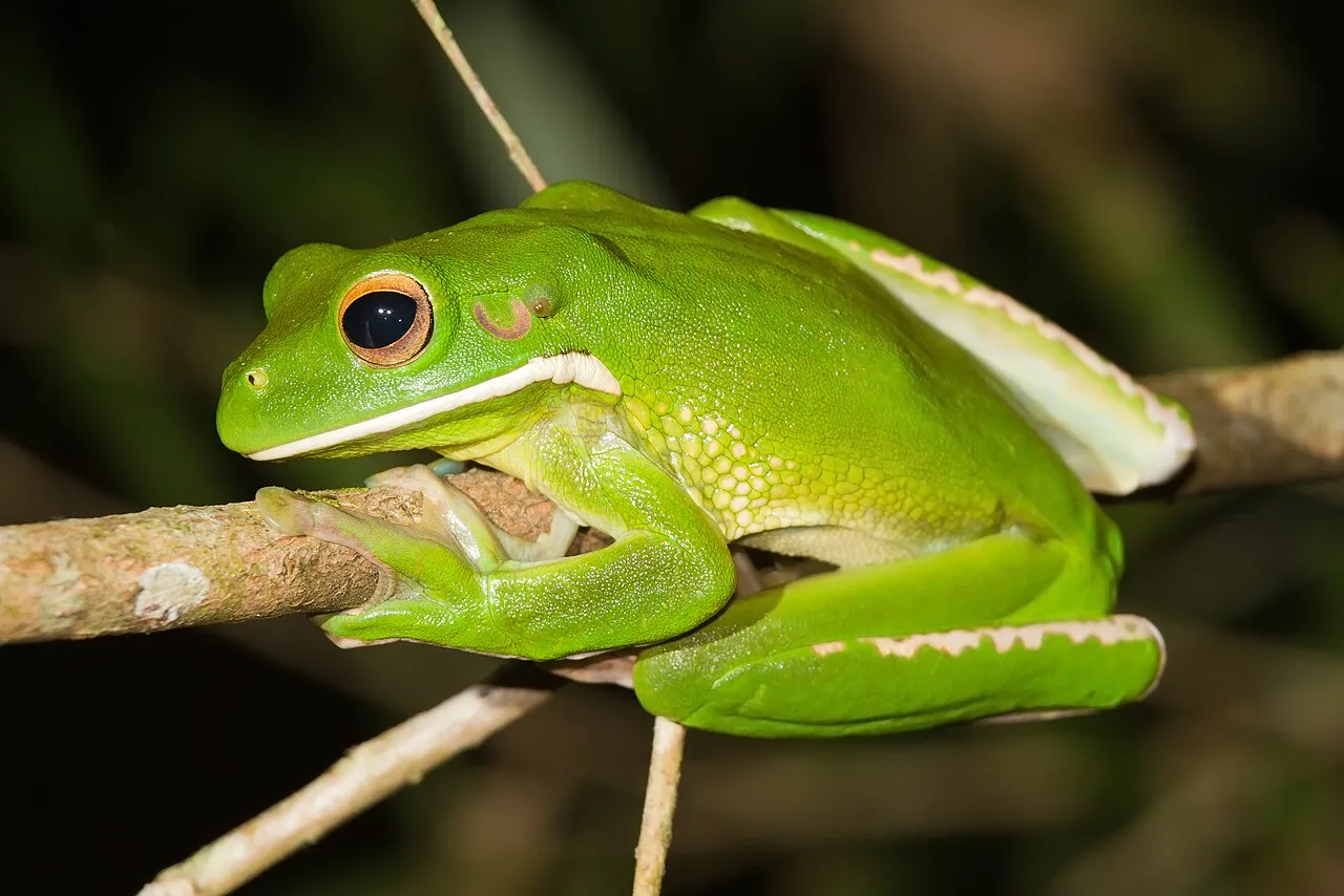 A large pale-green white-lipped tree frog with a white stripe along its jaw, sitting on foliage at Julatten, Queensland, Australia.