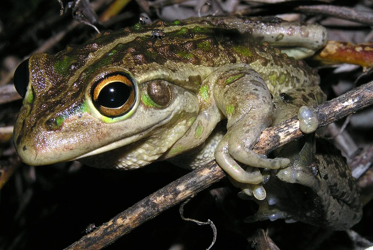 A brown Motorbike Frog (Litoria moorei) photographed in Western Australia.