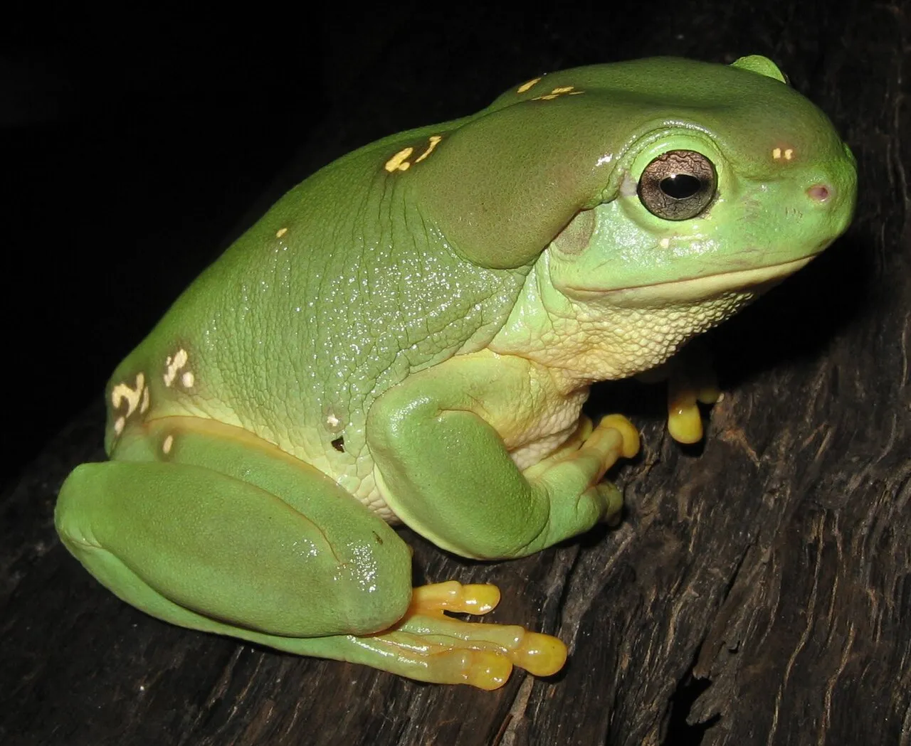 A Magnificent Tree Frog (Litoria splendida), its large parotoid glands visible behind the eyes.