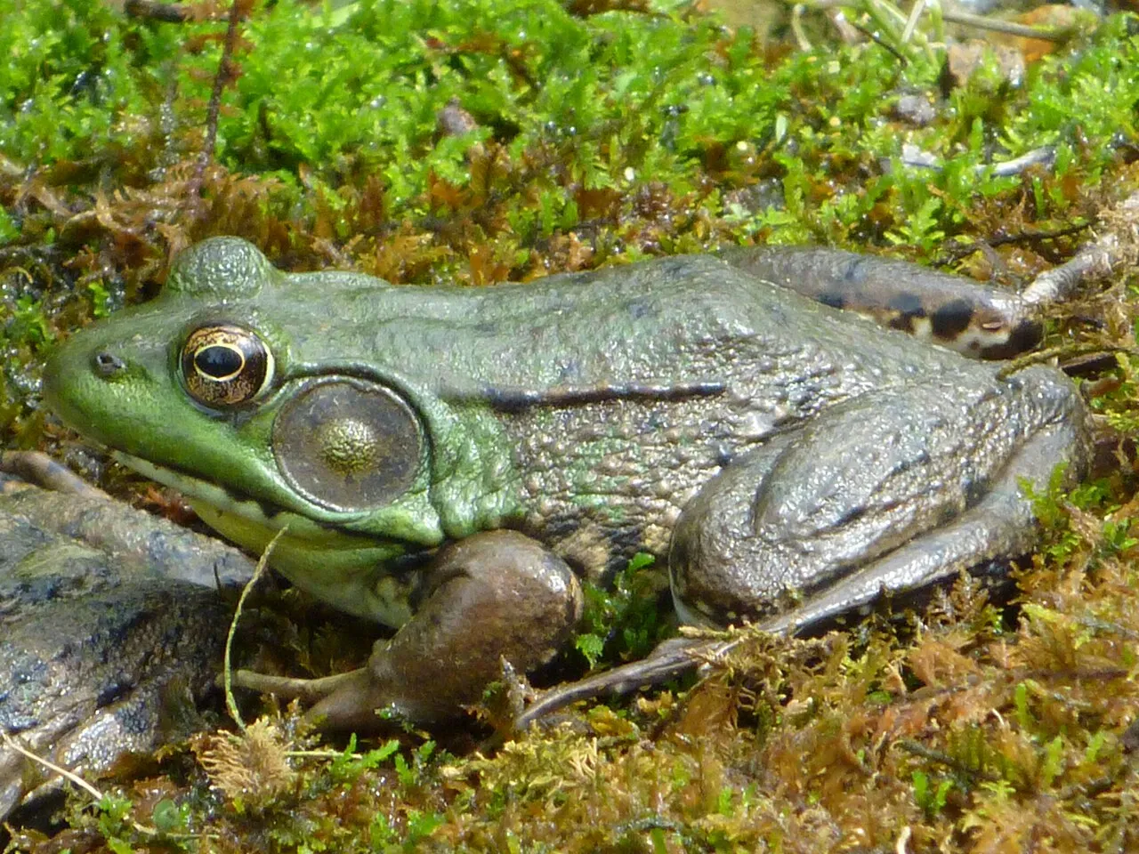 A male American green frog resting near a pond in Hunterdon County, New Jersey.