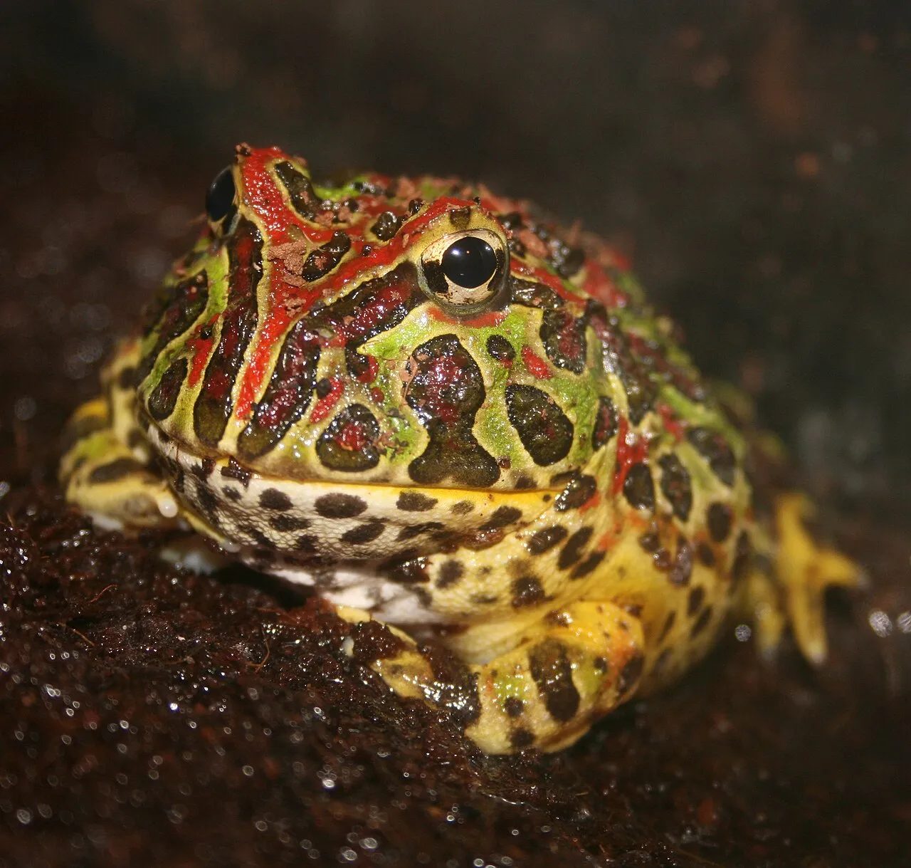 An ornate horned frog (Ceratophrys ornata), showing its wide mouth and mottled green and brown pattern