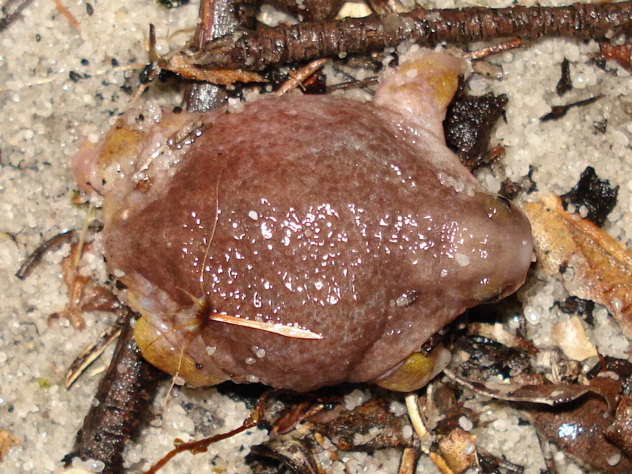 A turtle frog, Myobatrachus gouldii, photographed in the northeastern suburbs of Perth, Western Australia.