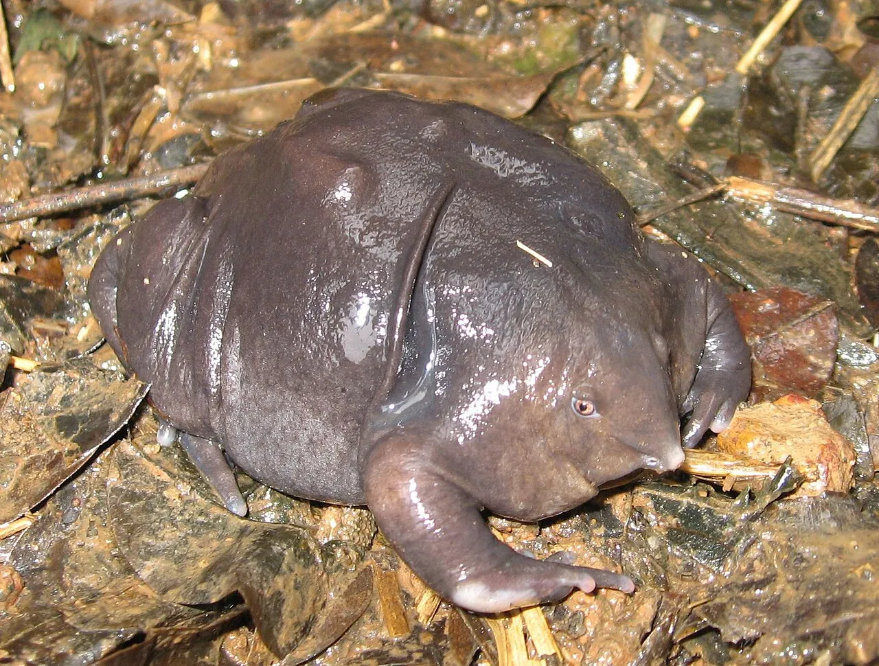 The purple frog, a small round frog with a purplish-grey body, a pointed snout and short limbs, seen above ground during the monsoon.