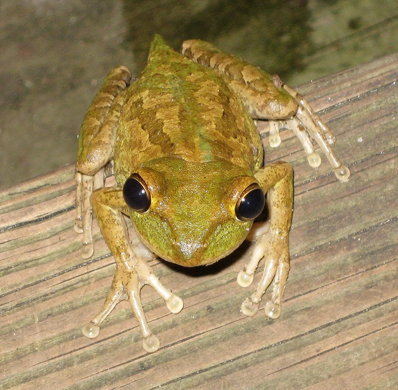 A Cuban tree frog (Osteopilus septentrionalis) on a staircase in Palmetto, Florida