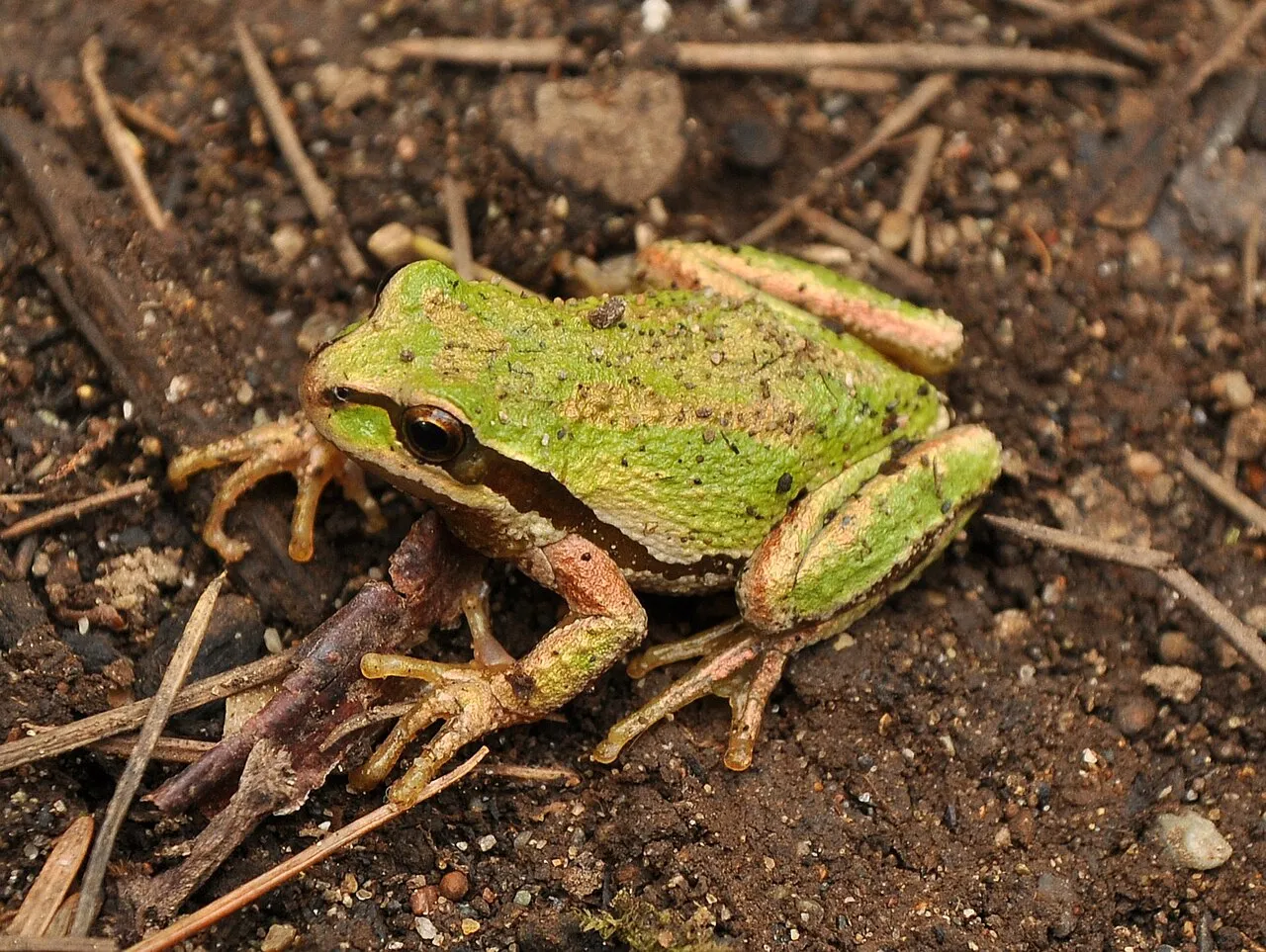 A Pacific treefrog perched on a leaf, showing its dark eye stripe and smooth green-brown skin.