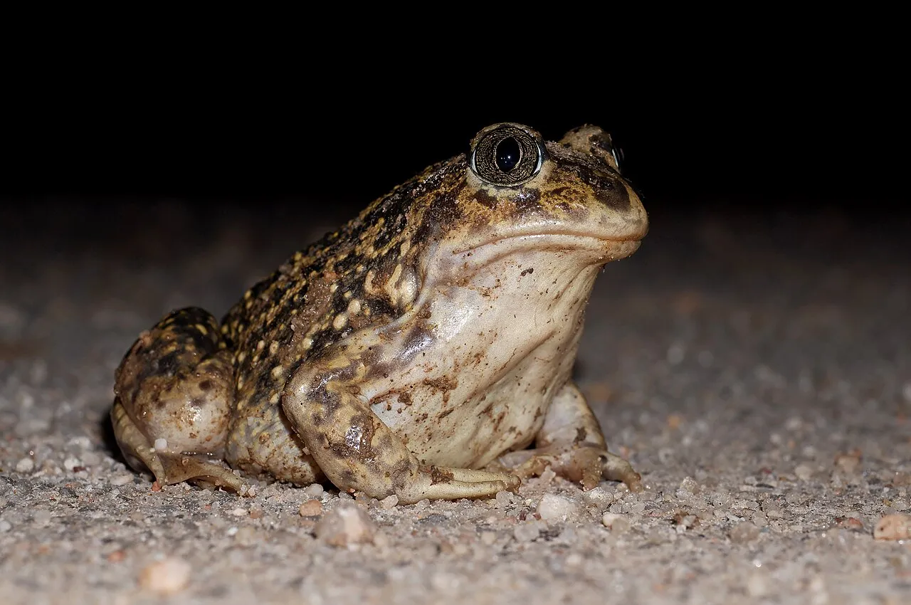 An Iberian spadefoot toad on sandy ground in Sierra de Andújar Natural Park, Spain.