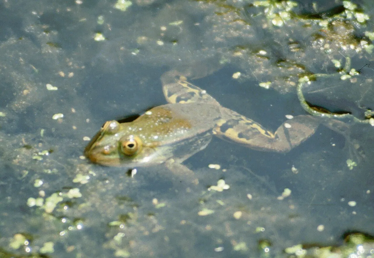 A male Italian pool frog photographed near Lésina, in the province of Foggia, Italy.