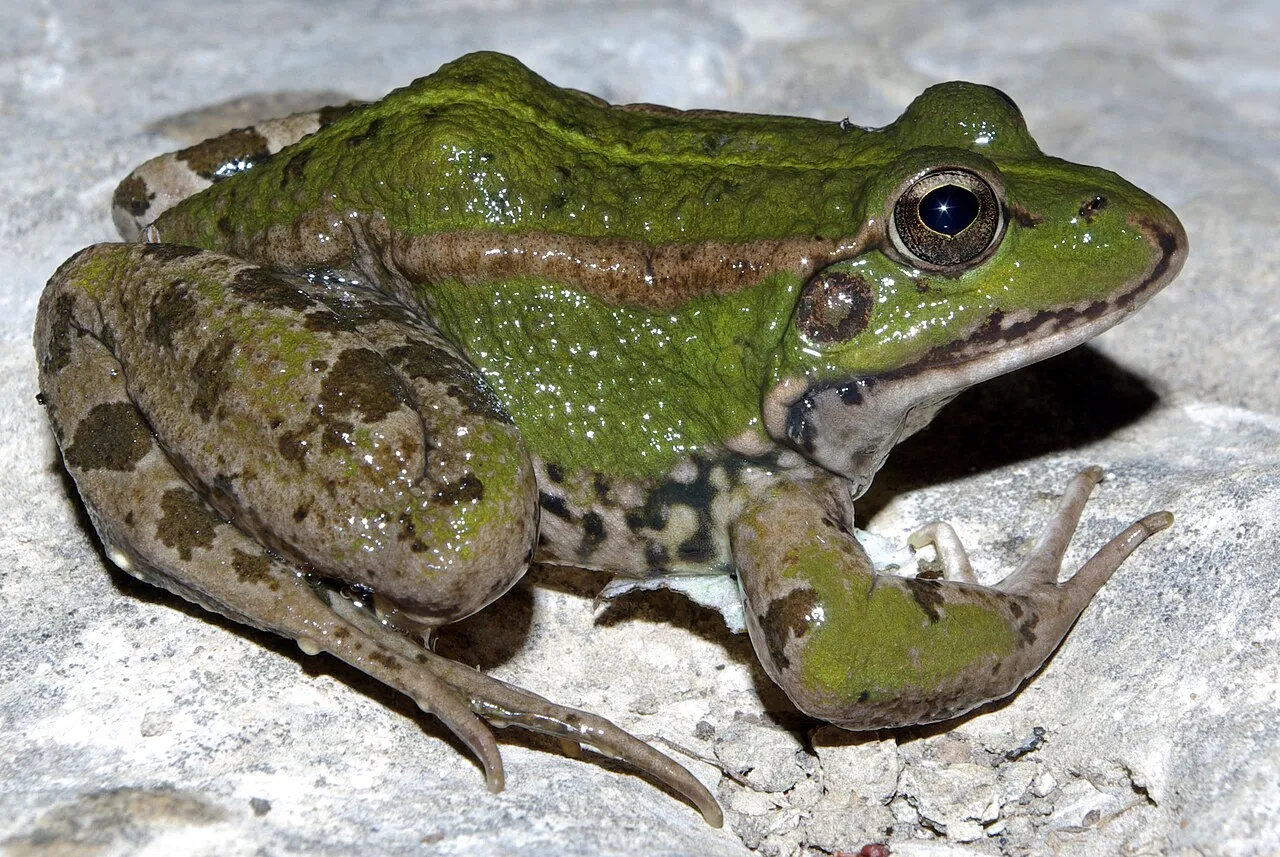 Perez's frog, a mottled green and brown water frog, resting at the edge of a pond near Burgos, Spain.