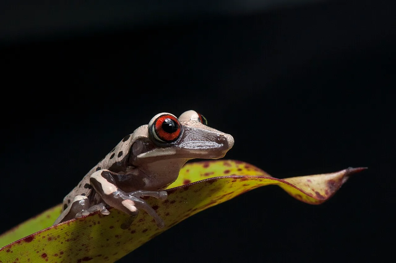 An Aparasphenodon brunoi frog peering out from a bromeliad, its casqued head sealing the entrance to its hiding spot.