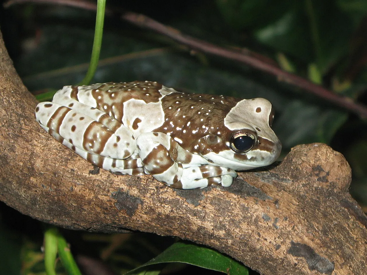 An Amazon milk frog (Trachycephalus resinifictrix) with mottled grey-brown skin and golden eyes, photographed at Warsaw Zoo.