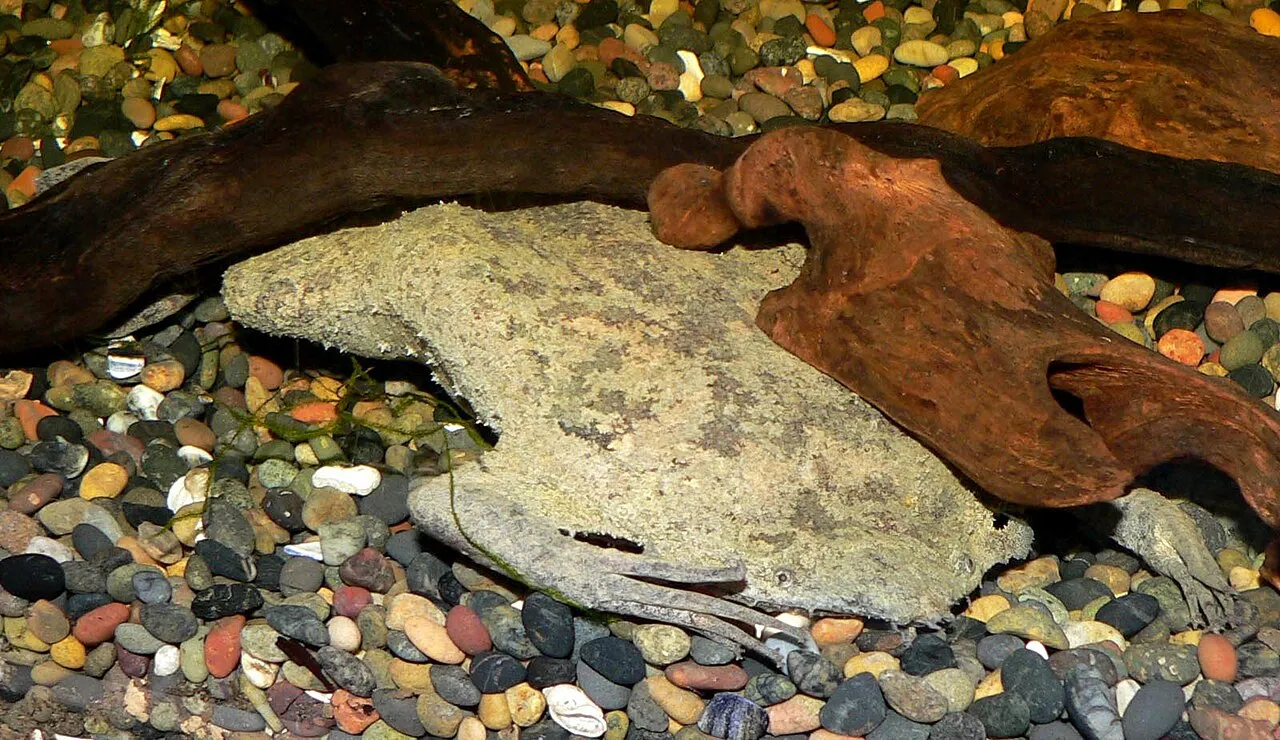 A flat, mottled brown Surinam toad with tiny eyes and a triangular head, photographed at an aquarium.