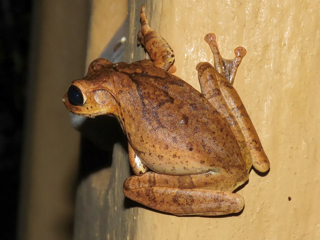 A Polypedates cruciger tree frog photographed in its natural habitat near Habarana, Sri Lanka.
